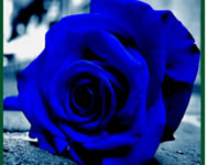 Blue roses puzzle online
